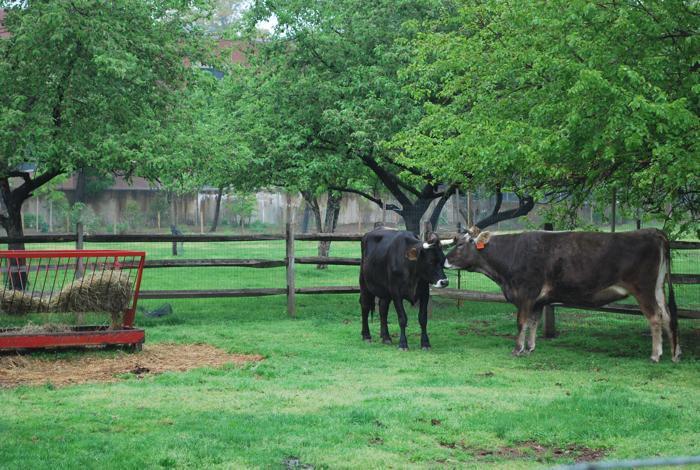 queens county farm museum