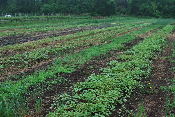 queens county farm museum