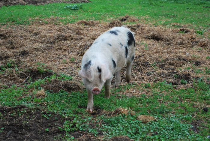 queens county farm museum