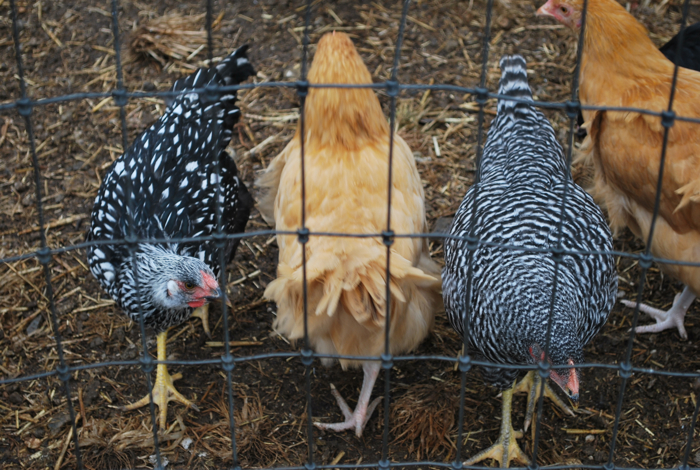 queens county farm museum