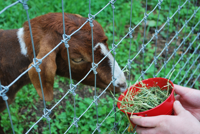queens county farm museum 