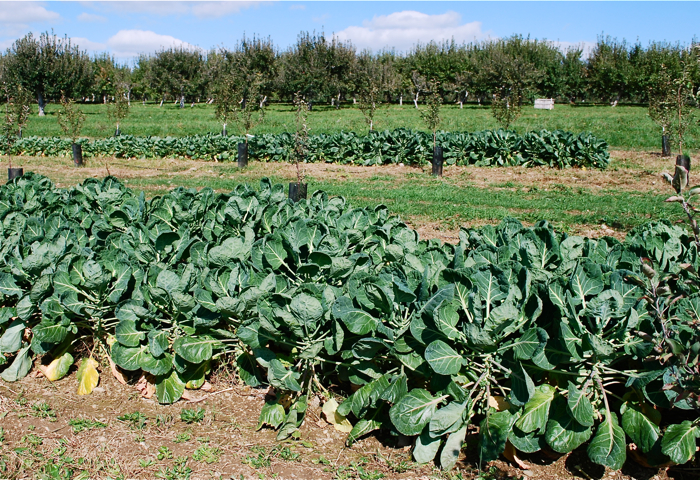 fishkill brussles sprouts