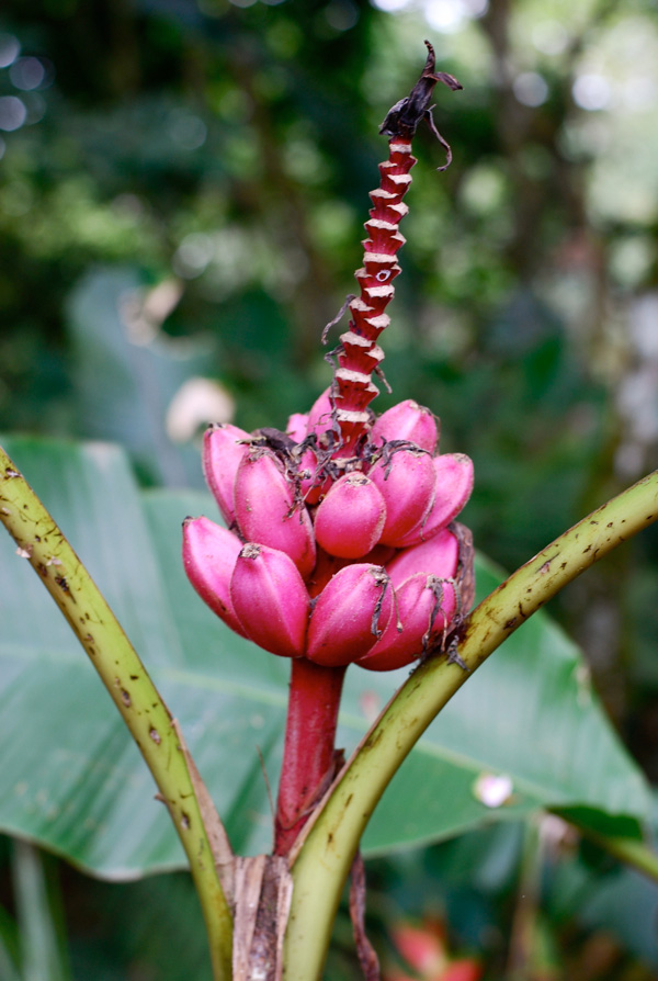 pink banana, costa rica // brooklyn supper