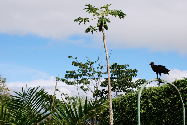 vulture, costa rica // brooklyn supper