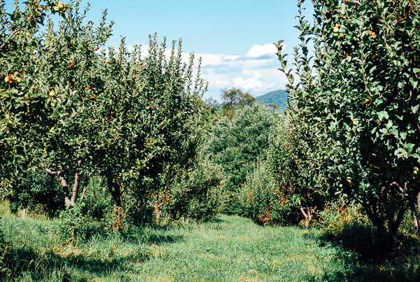 albemarle ciderworks, meet yer eats farm tour // brooklyn supper