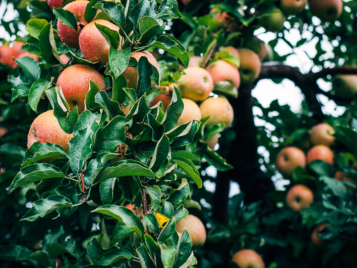 visiting the saunders brothers' orchard // brooklyn supper