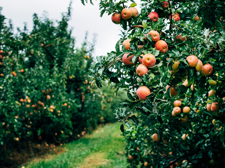 visiting the saunders brothers' orchard // brooklyn supper