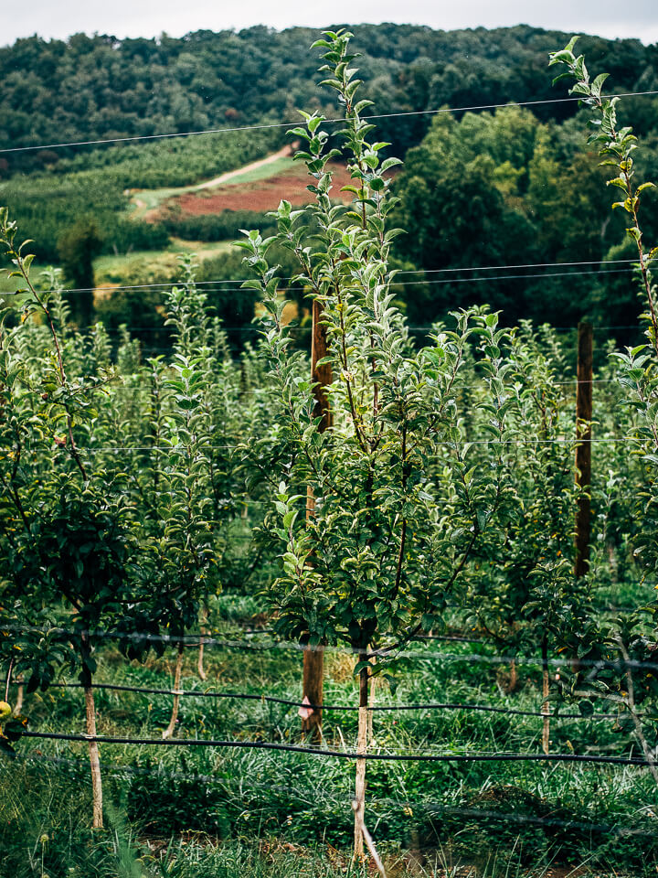 visiting the saunders brothers' orchard // brooklyn supper