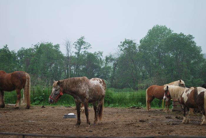 queens county farm museum