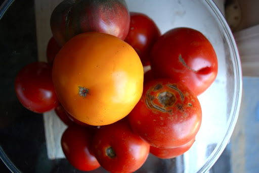 A recipe for simple canned crushed tomatoes.
