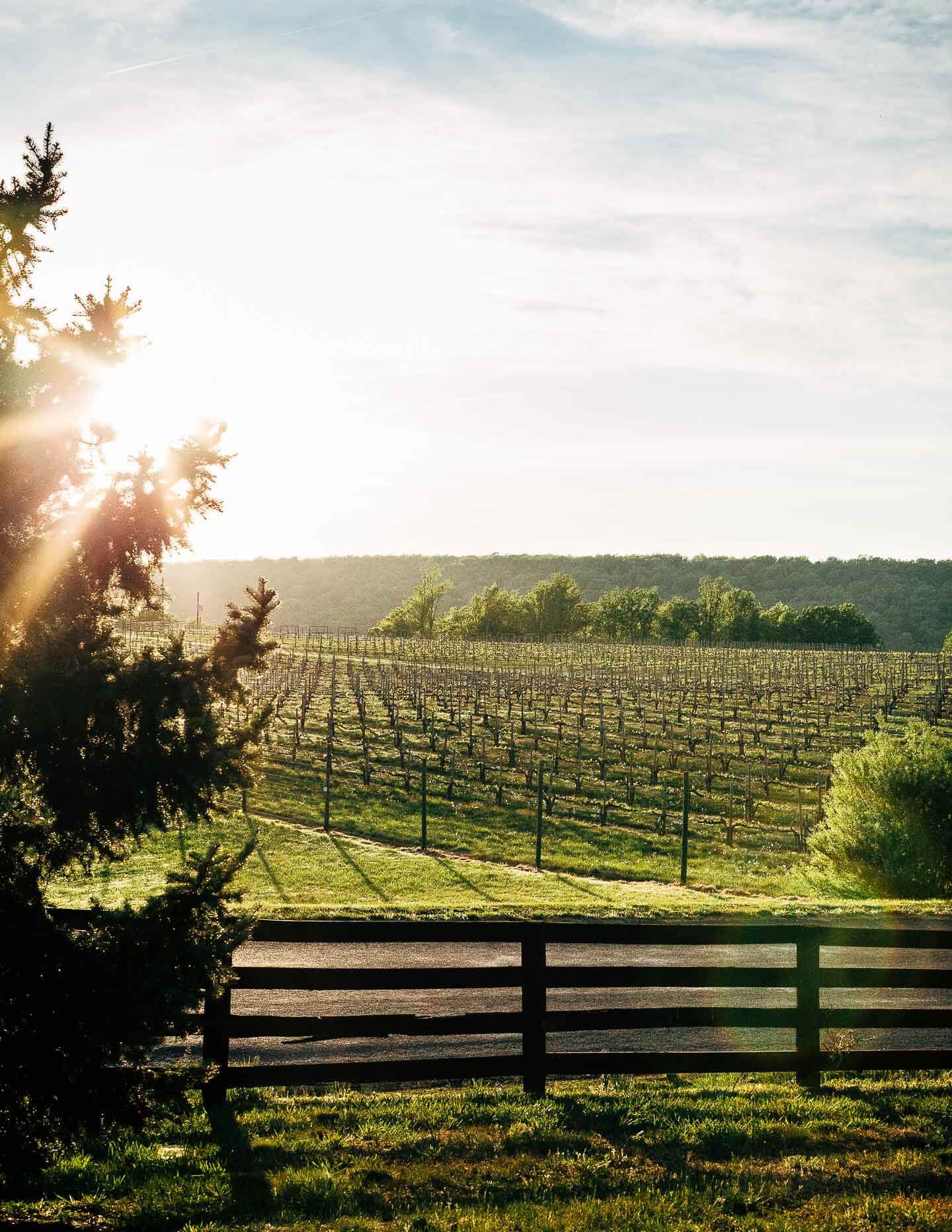 hill and holler library series dinner at blenheim vineyards // brooklyn supper
