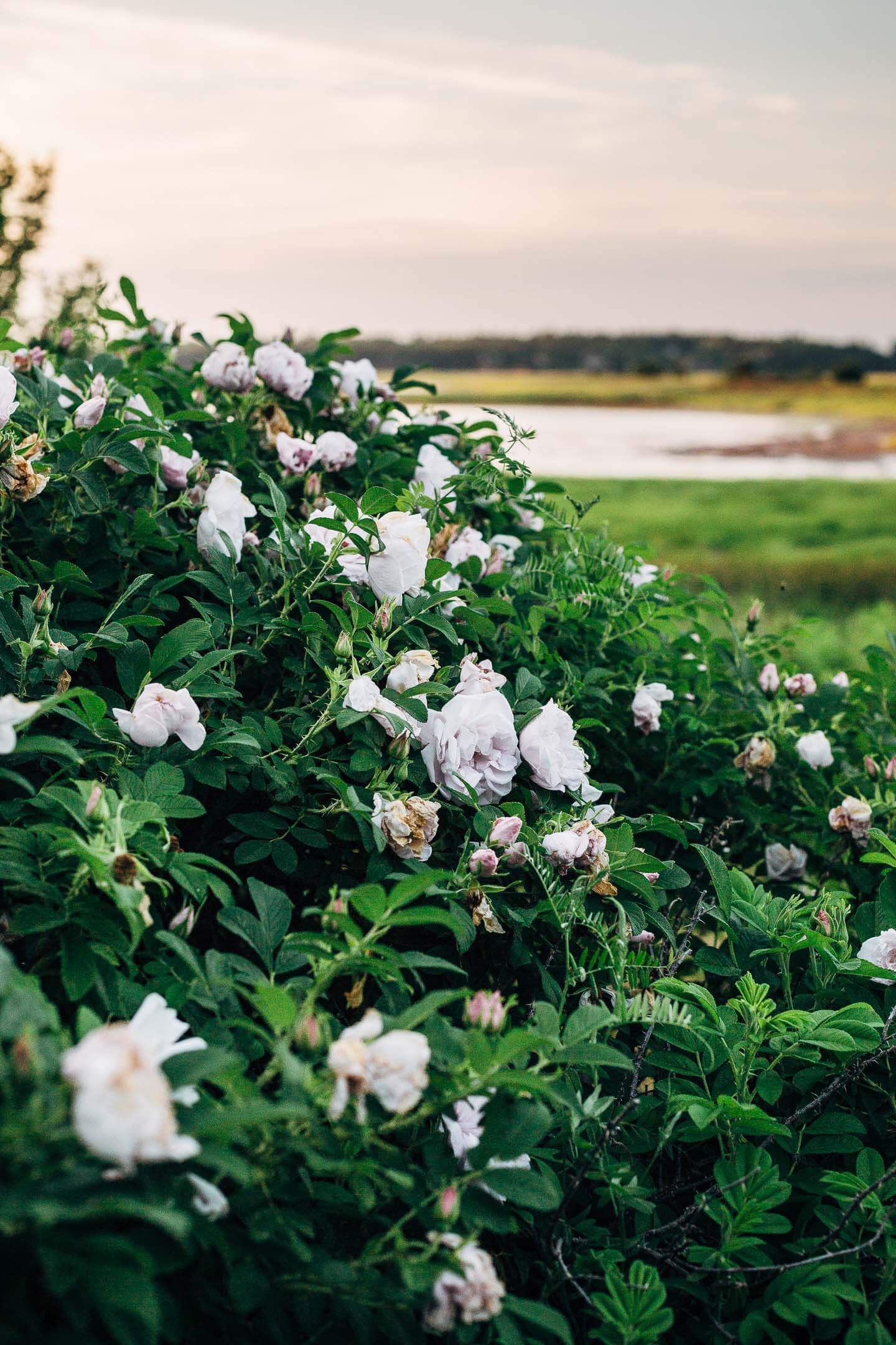 little pond, prince edward island // brooklyn supper