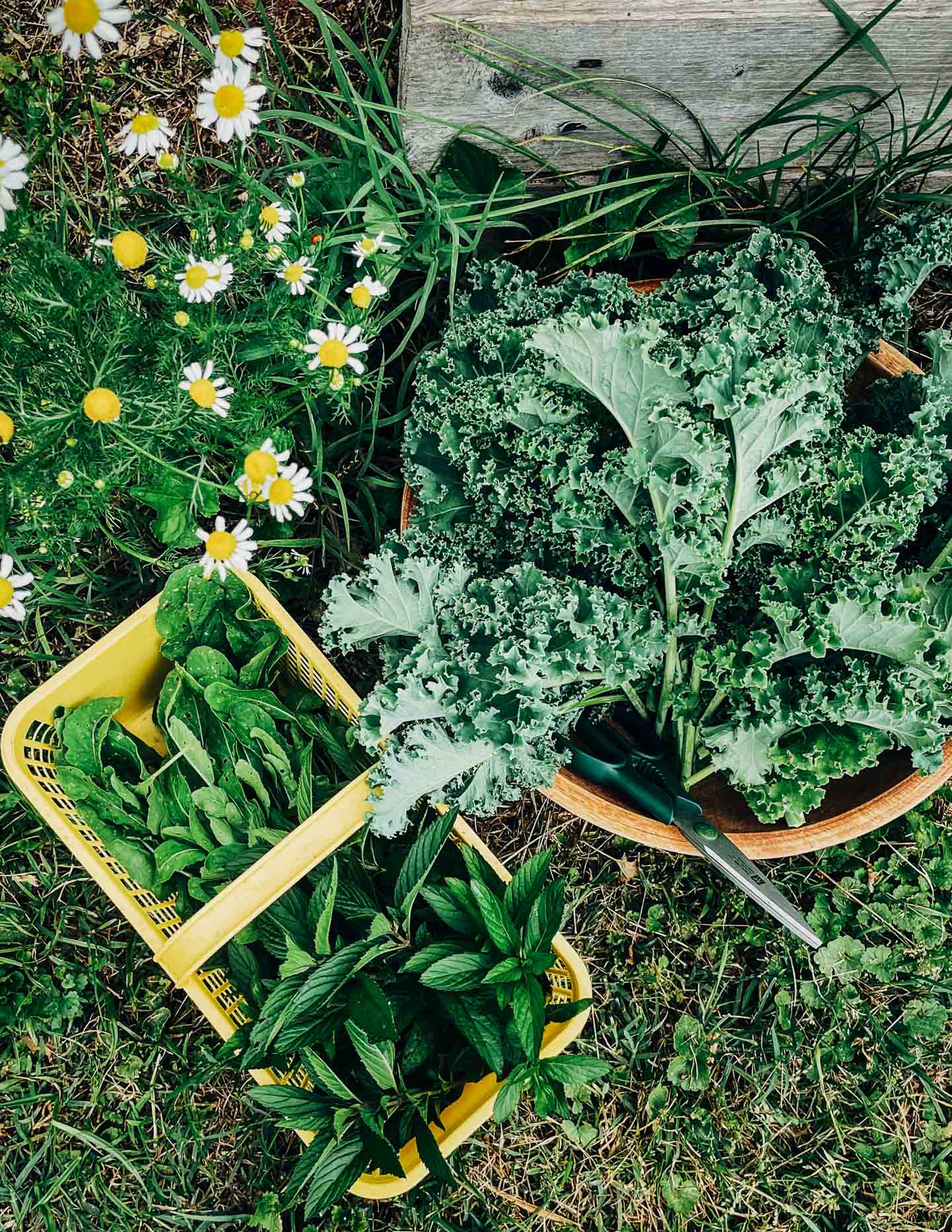 A bowl of freshly cut kale, a yellow basket with herbs, and some flowers in the foreground.